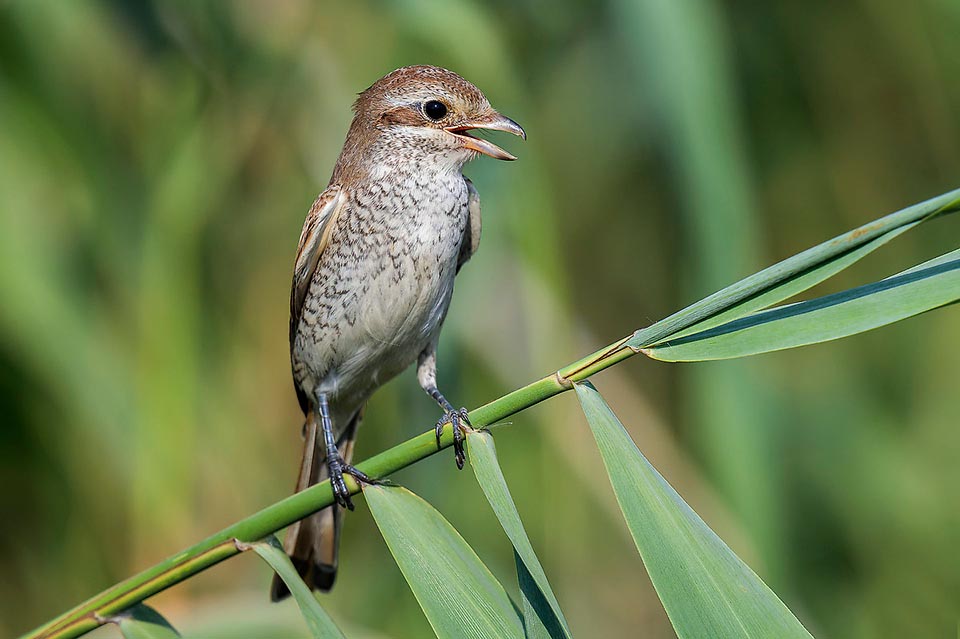 A now grown male that will soon get the adult livery. Since some decades the Lanius collurio is a species in clear decline in the plains of central-northern Europe, possibly due to the environmental changes linked to the agriculture and pesticides, but seen its vast distribution area it is not presently considered as endangered © A. Cervigni