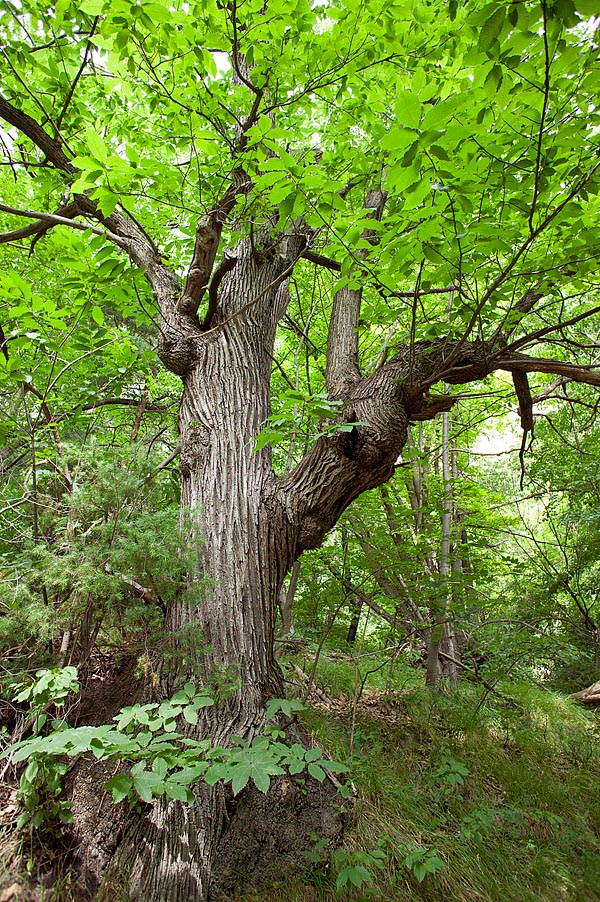 El castaño europeo (Castanea sativa) pertenece a la misma familia que las hayas y los robles © G. Mazza