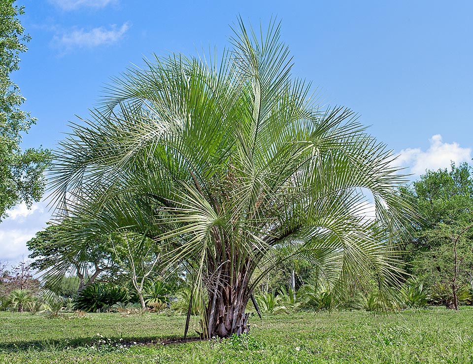 Butia noblickii, Arecaceae, Palmae, palmera de Bonpland