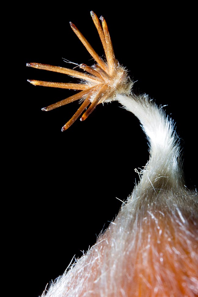 Lorsqu’on examine de près un marron, on découvre une petite protubérance frangée, appelée torche ou mèche, qui représente un résidu du stigmate, l'organe femelle de la fleur, destiné à intercepter le pollen © Giuseppe Mazza