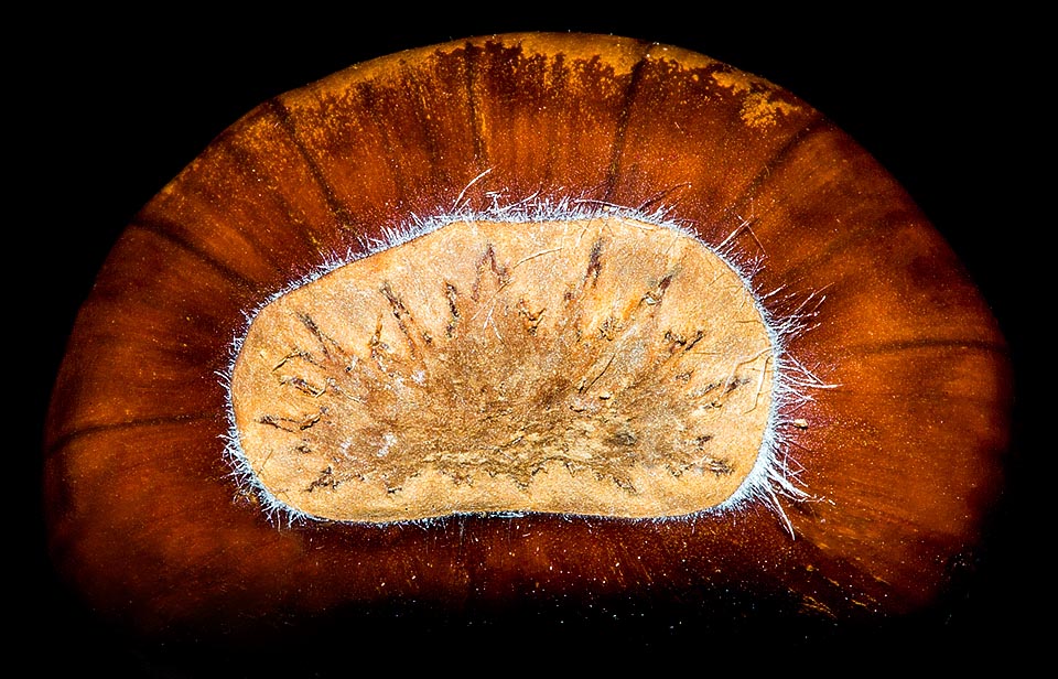 Le pôle opposé de la châtaigne montre la cicatrice hilaire caractéristique, qui correspond au point de contact entre la bogue et la châtaigne, où passent les aliments © Giuseppe Mazza