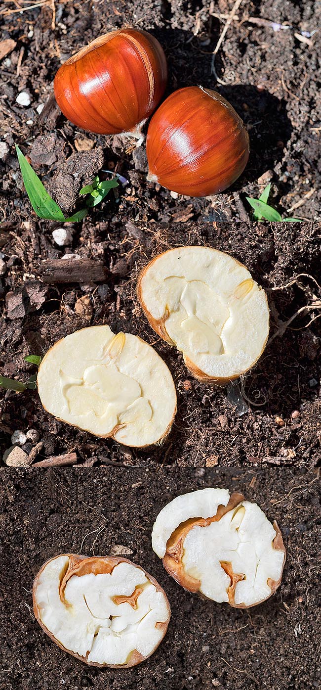 Marroni, in alto con relativa sezione, e normali castagne sezionate a confronto. I marroni si distinguono per la buccia relativamente chiara e striata e con l’episperma che, al contrario di quanto avviene in altre varietà e nelle castagne selvatiche, non penetra all’interno della polpa, rendendo quindi la sbucciatura molto più agevole © Giorgio Venturini