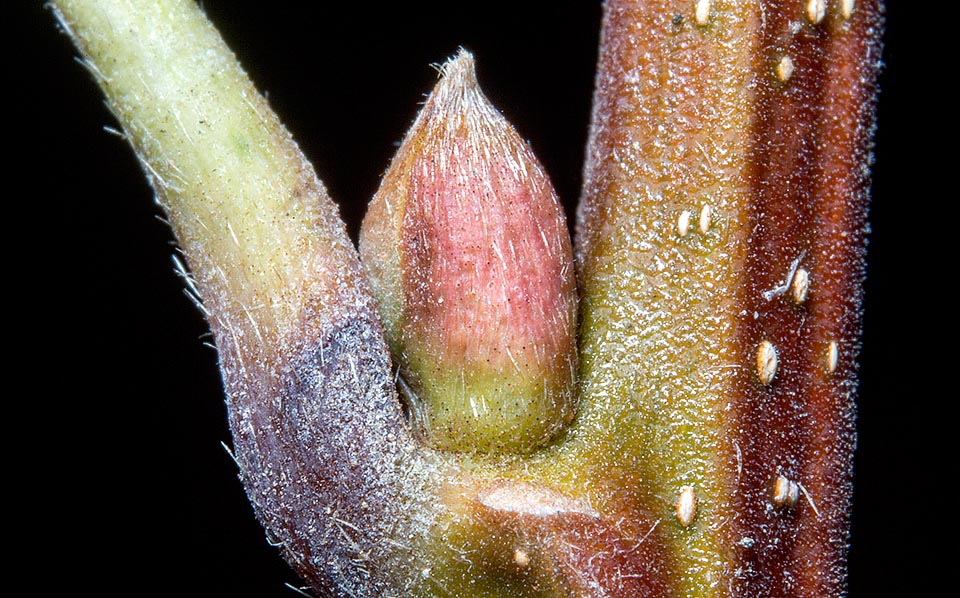 Una yema y lenticelas cerrándose para el descanso invernal. La recuperación vegetativa del castaño es tardía y en primavera parece desnudo con respecto a otros árboles © Giuseppe Mazza