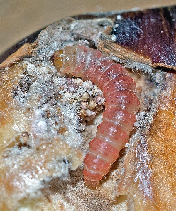 El castaño puede ser blanco de diversos patógenos y parásitos, sobre todo oomicetos, hongos e insectos. Dos polillas del género Cydia, para dar un ejemplo, ponen centenares de huevos en las hojas y las orugas se mueven hacia los erizos. Devoran las castañas mientras crecen durante un mes y después se dejan caer al suelo para empuparse. Las galerías excavadas pueden dañar hasta el 50 % de la cosecha © G. Venturini