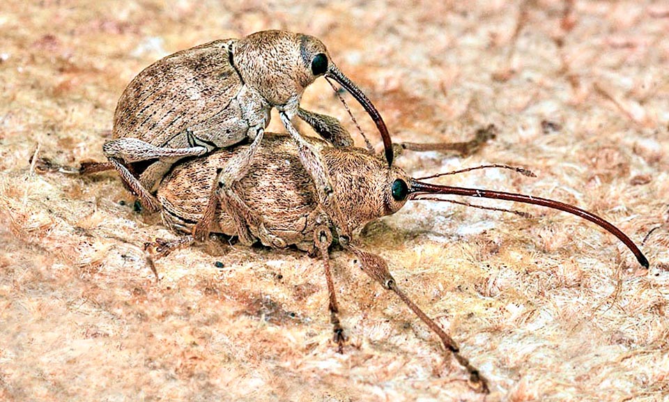 Danni analoghi provoca il Curculio elephas, qui in accoppiamento, che depone direttamente sulle castagne e a questi insetti nocivi se ne sono aggiunti altri d’importazione © Giancarlo Medici