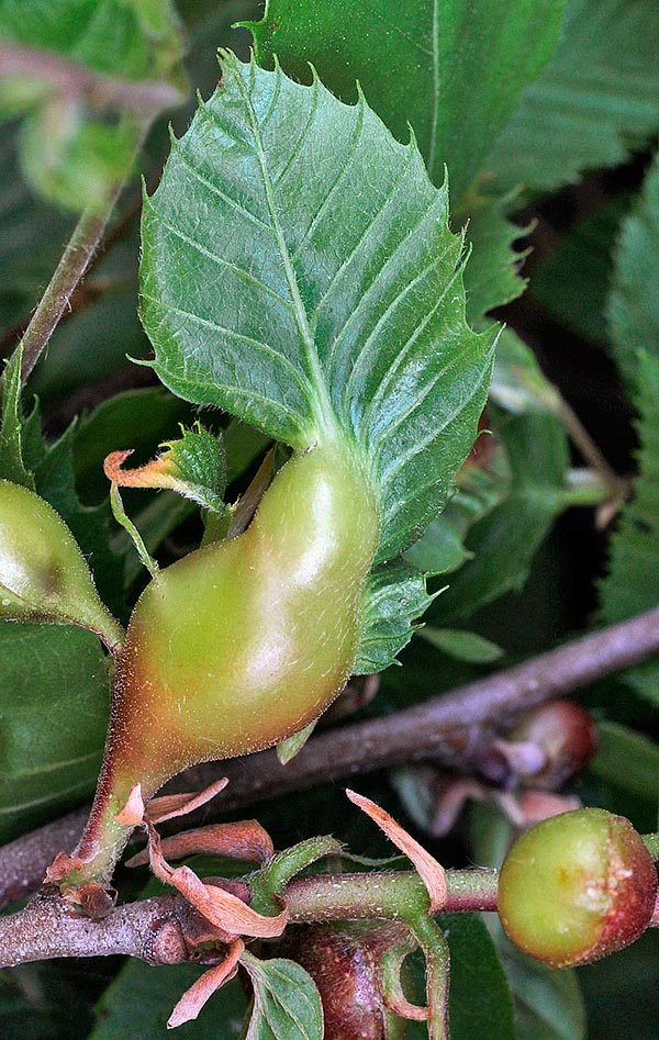 Here for instance a leaf damaged by the galls produced by the Asian gall wasp (Dryocosmus kuriphilus), a parasite of Asian origin, arrived in Europe quite recently. A very sml wasp not more than 2-3 mm long © Michel Di Bari