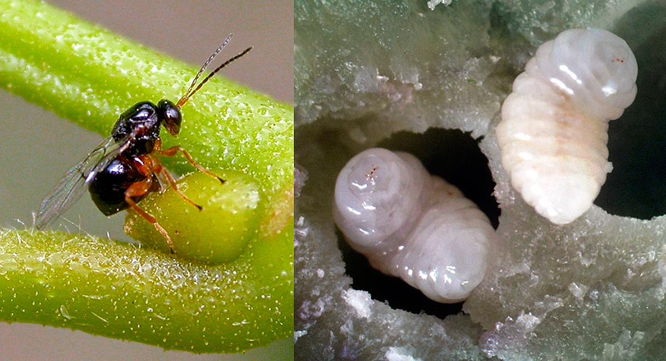 Eccolo, con le larve ingrandite nel riquado a destra all'interno della galla. Durante l'estate il Dryocosmus kuriphilus depone le uova sulle gemme del castagno e l'anno successivo, in primavera, alla schiusa delle foglie, le giovani larve si destano e divorano i tessuti provocando la formazione delle galle. Accoglienti camerette di 2 cm dove trovano cibo e rifugio fino alla metamorfosi con l’uscita dell’adulto. La pianta ovviamente ne soffre e la produzione di castagne può calare del 70% © Giovanni Bosio