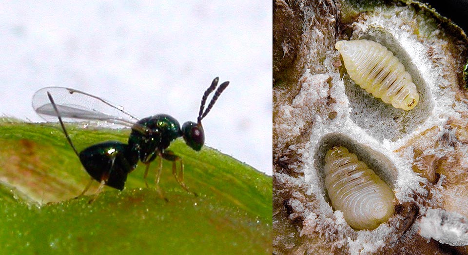 To reduce with no poisons this pest has been recently introduced from China the parasitoid hymenopter Torymus sinensis that lays, look at the case, its eggs in the galls of Dryocosmus kuriphilus. The larvae that are born, right on the photo, devour those of the Asian gall wasp thus reducing at least the number of parasites © Giovanni Bosio