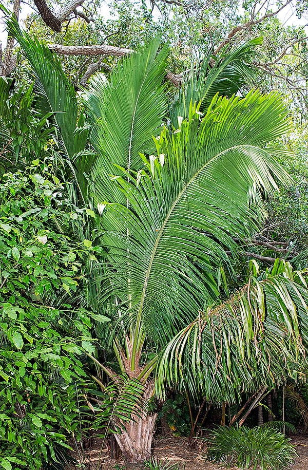 Similar to Beccariophoenix fenestralis, but without the typical fenestrations close to the rachis in the young plants, the Beccariophoenix madagascariensis is a rare Madagascar palm, slow growing and at extinction risk in the wild, where the stem can be 15 m tall © Giuseppe Mazza