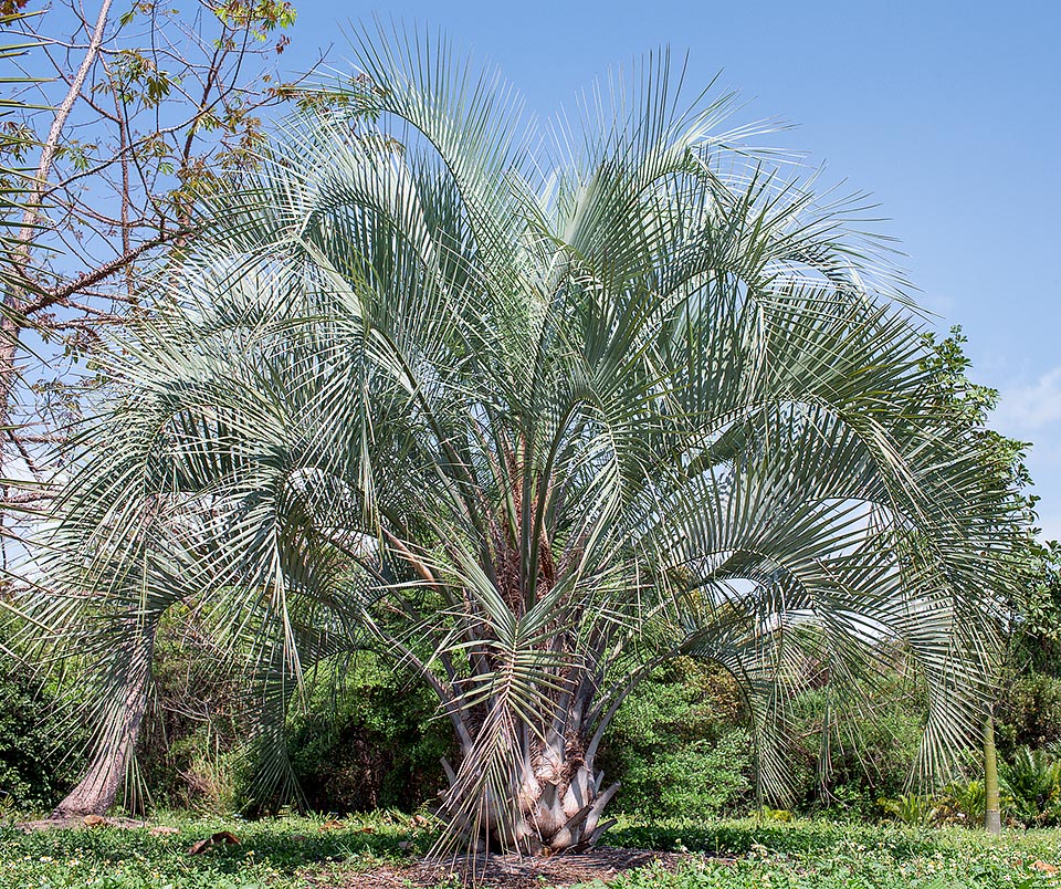 Butia yatay, Arecaceae, Palmae, jatay palm, jelly palm
