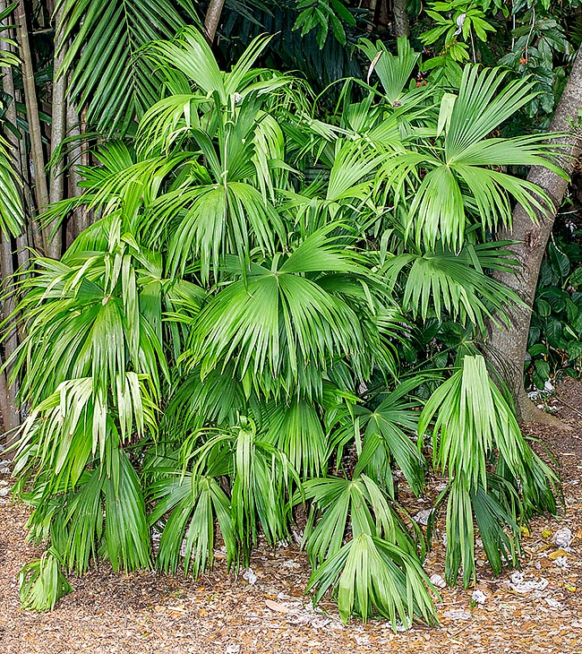 Carludovica drudei, Cyclanthaceae