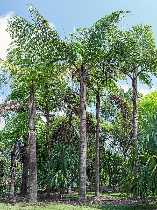 Caryota obtusa, Arecaceae, black trunk palm, giant fishtail palm