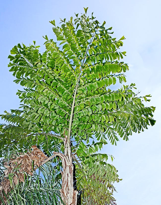 Nativa de Vanuatu, la Caryota ophiopellis alcanza los 6-9 m de altura con 30-40 cm de diámetro © Giuseppe Mazza