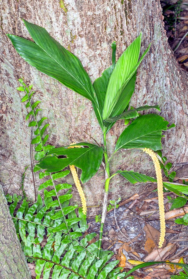 Nativa de Centroamérica, la Chamaedorea geonomiformes es un pequeña palmera dioica de hasta 2 m de alto con tallos de 0,5-1 cm. Las inflorescencias masculinas tienen flores amarillas muy juntas. Cultivo fácil © Giuseppe Mazza