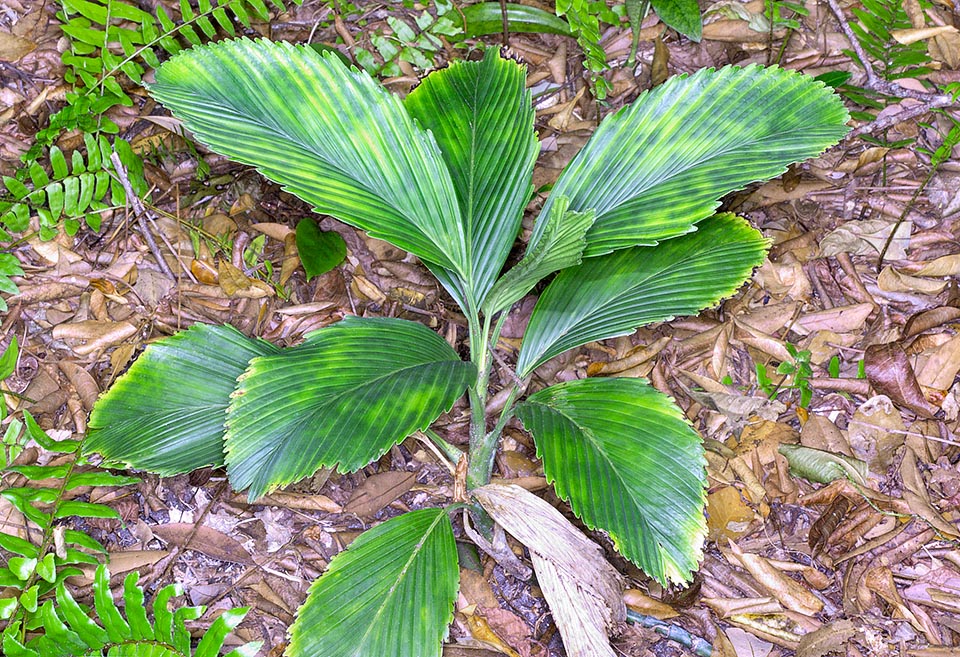 Native to Guatemala, Honduras and Mexico, Chamaedorea tuerckheimii is a dioecious species with a 30-80 cm solitary stem and of about 0,5 cm of diameter. Among the Chamaedorea it distinguishes for the reduced dimensions, the shape of the leaves and their particularly attractive look. Rare in cultivation. Also in pot is not an easy plant © Giuseppe Mazza