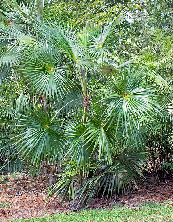 Originaire de la Jamaïque, Coccothrinax jamaicensis supporte bien les sols salins. Atteint 8 m de hauteur. Inflorescences parfumées. Les fruits sont une ressource alimentaire importante pour l’avifaune © Mazza