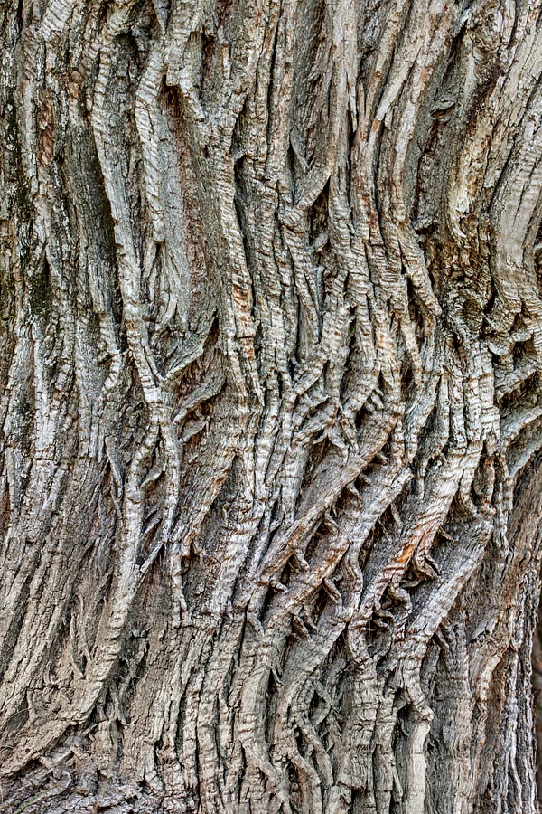 The trunk, with the bark deeply marks by vertical and spiral grooves, can be 30 m tall © Giuseppe Mazza