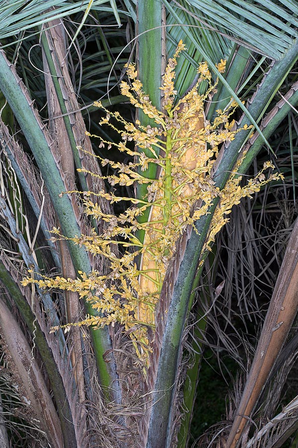 Butia noblickii, Arecaceae, Palmae, palmera de Bonpland