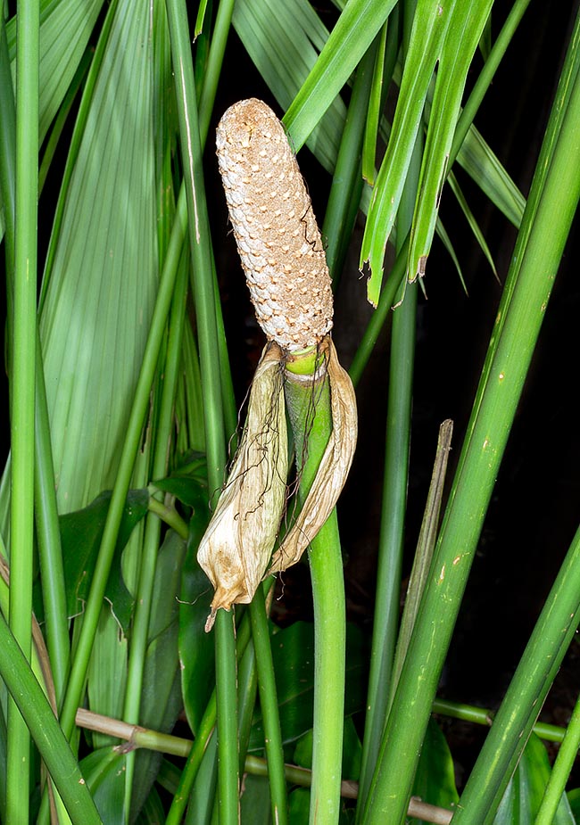 Carludovica drudei, Cyclanthaceae