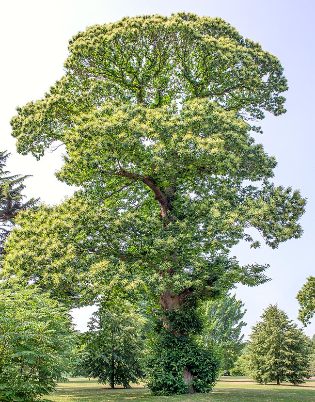 Very long-lived species, that may pass the 5 centuries, the Castanea sativa often develops at the base several fast growing suckers, characterized by smooth and reddish bark with numerous elliptical lenticels © Giuseppe Mazza