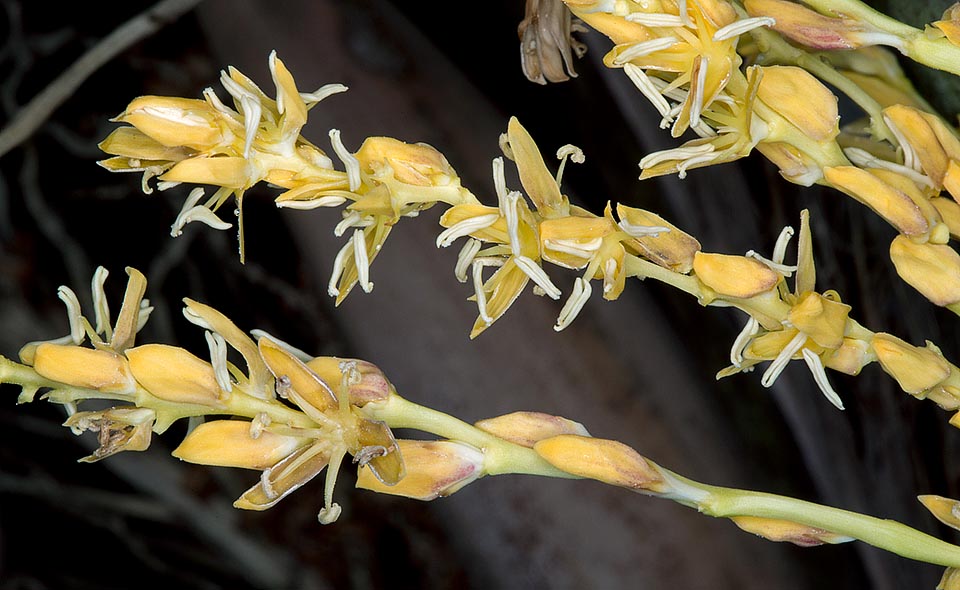 Butia noblickii, Arecaceae, Palmae, palmera de Bonpland