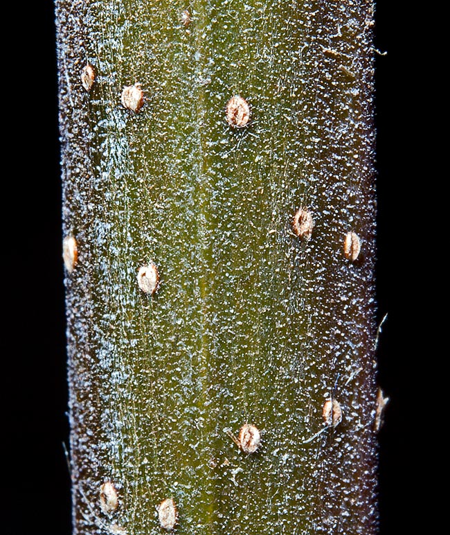 The here enlarged lenticels are particular structures of the bark corresponding to a discontinuity of the suberic waterproof layer to allow, as occurs for the stomata of the leaves, gassy exchanges © Giuseppe Mazza