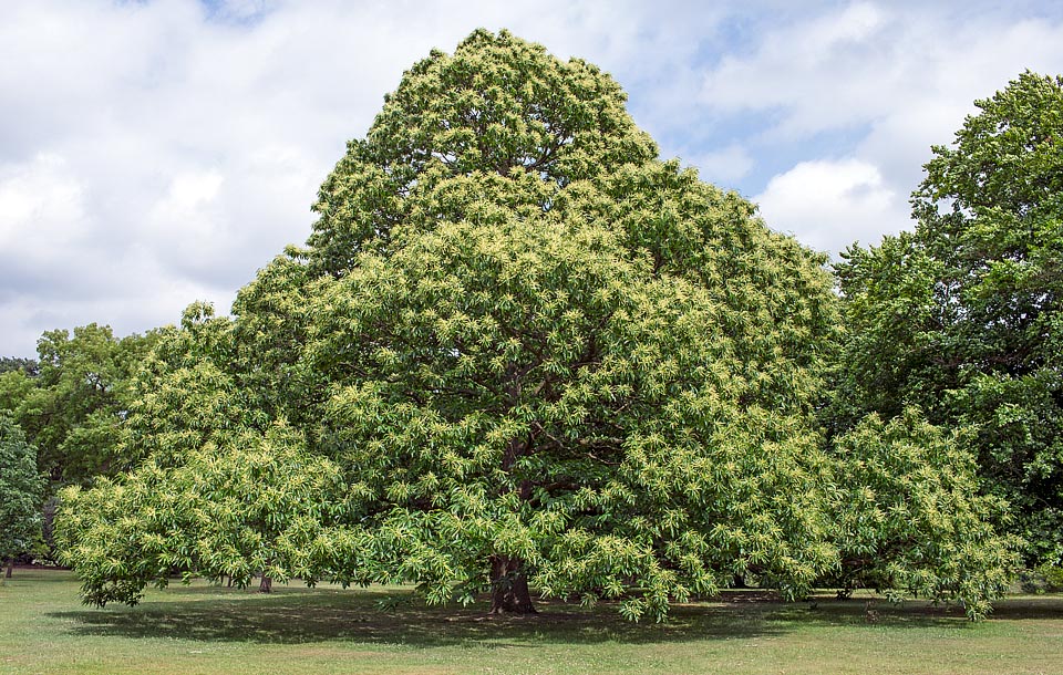 Castanea sativa is a species needing acidic soils and habitat conditions not extreme with humidity and temperature. In the Alpine zones grows between 200 and 800 m of altitude, but in southern Apennines 1000-1300 m and even 1500 m in Sicily. Is diffused in all southern Europe, north-western Africa, Turkey and Balkans up to Caucasus, but cultivated is found also in Great Britain, like this spectacular huge specimen with an unusual enlarged base, of Kew Gardens in London © Giuseppe Mazza