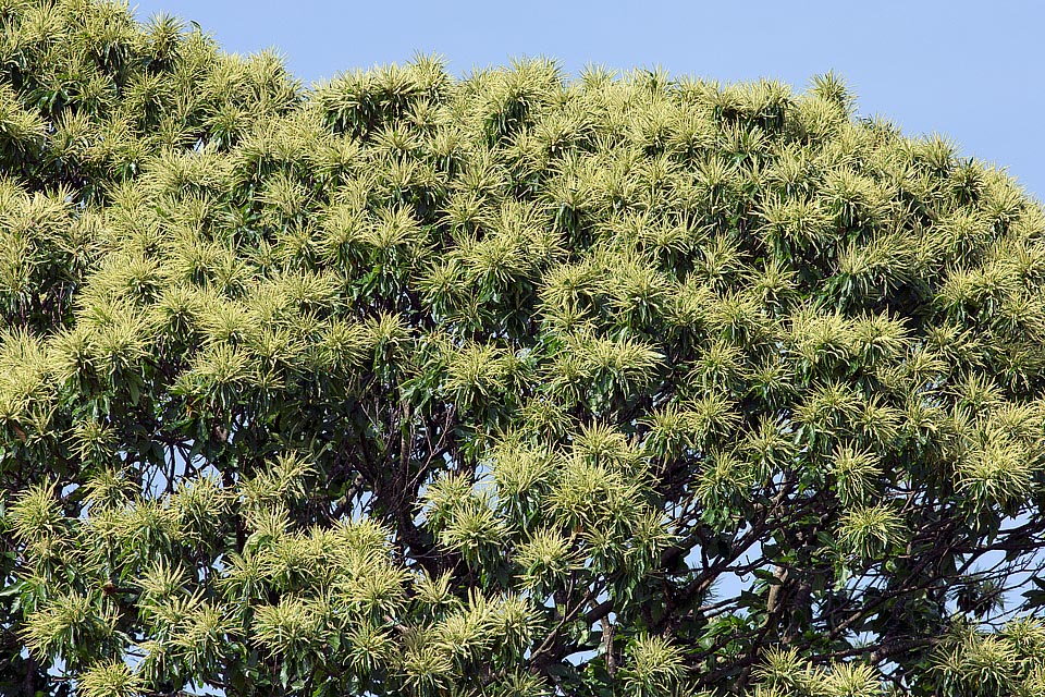 I fiori, unisessuali, crescono sulla stessa pianta, ma per impedire l’autofecondazione la specie è proterandica, i fiori maschili maturano cioè prima di quelli femminili. Le infiorescenze possono essere solo maschili, miste con piccole infiorescenze femminili seminascoste alla base degli amenti o raramente sono femminili © Giuseppe Mazza