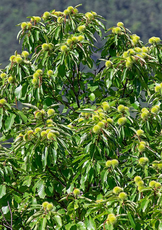 Árbol cargado de erizos en desarrollo. Los erizos derivan de la cúpula que cubre las flores femeninas © G. Mazza