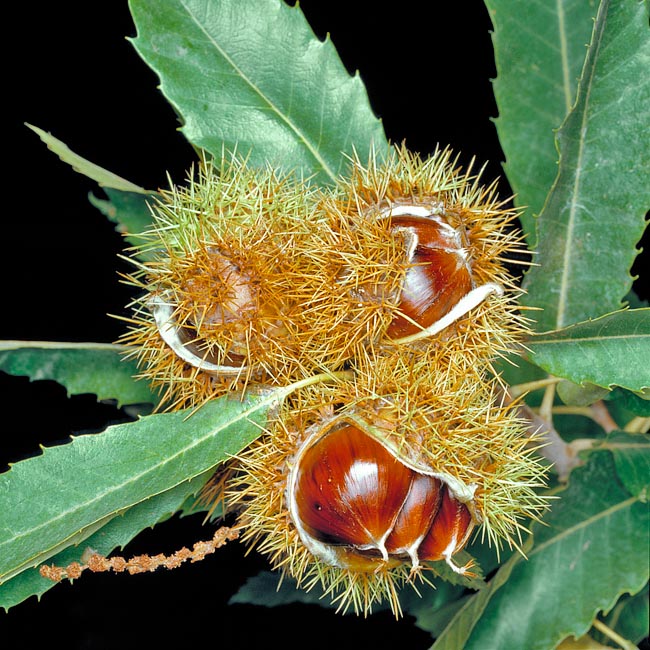 Husks open for disseminating. The spiny involucre may contain even 7 chestnuts, but usually hosts 3 and in the big sized cultivated varieties, like the marrons, even only one chestnut may be found © Giuseppe Mazza