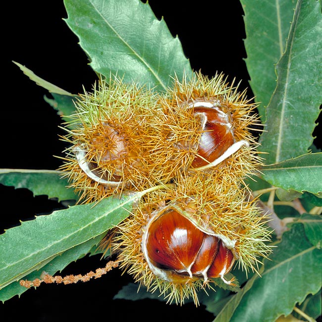 Ricci aperti per la disseminazione. L’involucro spinoso può contenere anche 7 castagne, ma di solito ne alloggia 3 e nelle varietà coltivate di grosso calibro, come i marroni, si può trovare anche una sola castagna © Giuseppe Mazza