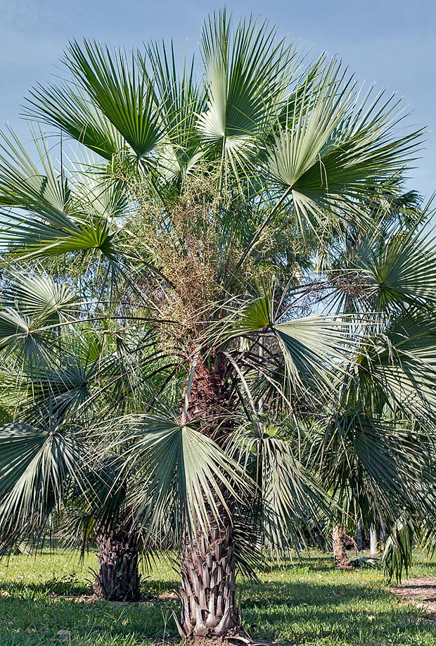 Under risk due to the anthropic pressure in the arid zones of western Mexico, Brahea aculeata is a contained sized species, little demanding, that would deserve a better horticultural diffusion © Giuseppe Mazza