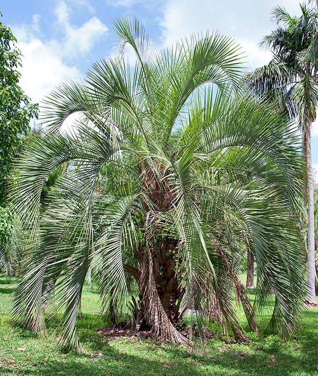 Butia eriospatha, Arecaceae, Palmae, woolly butia palm