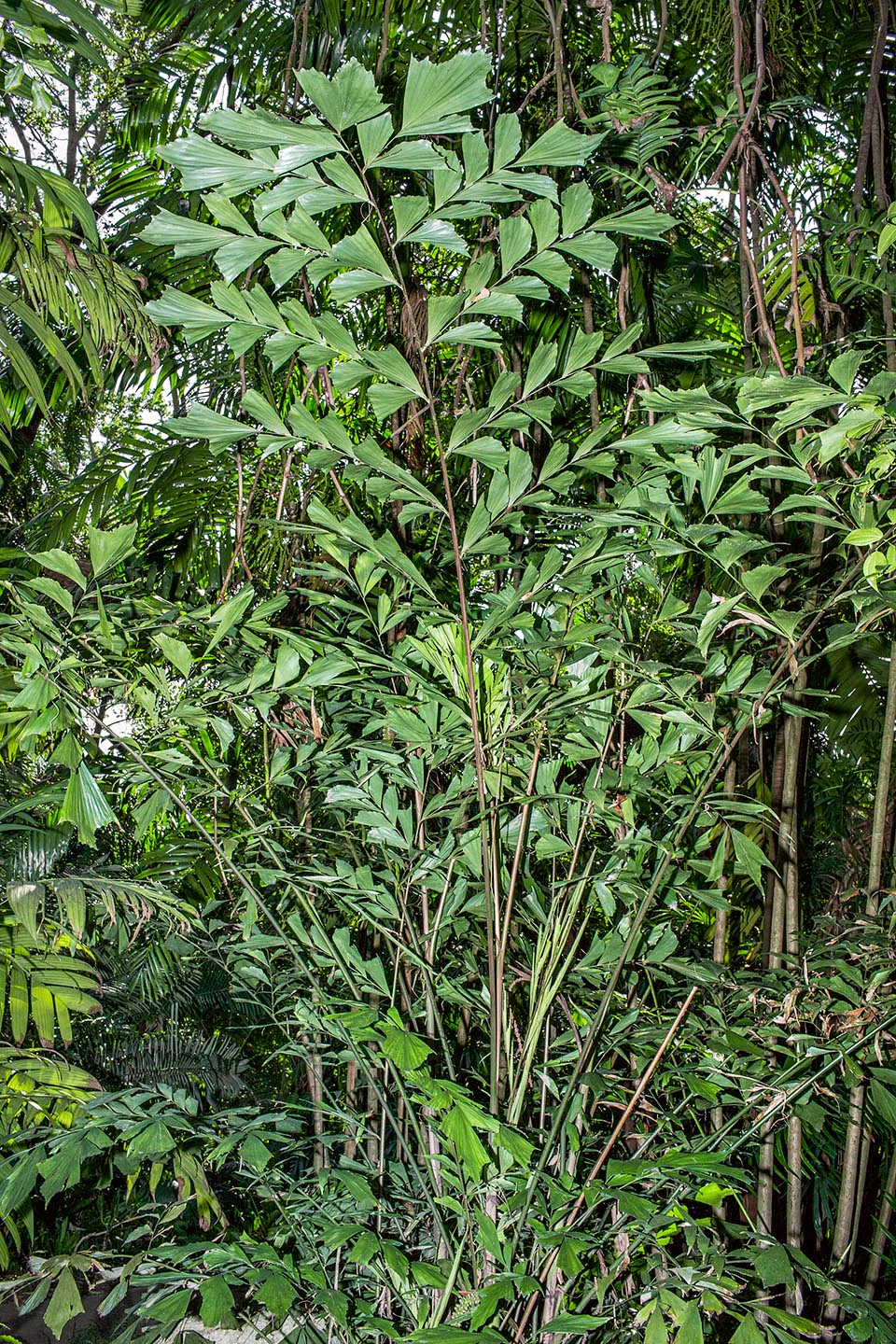 Dans les forêts humides de Chine et du Vietnam, Caryota monostachya peut atteindre 3 m de hauteur, avec des stipes minces de 2,5-4 cm © Giuseppe Mazza