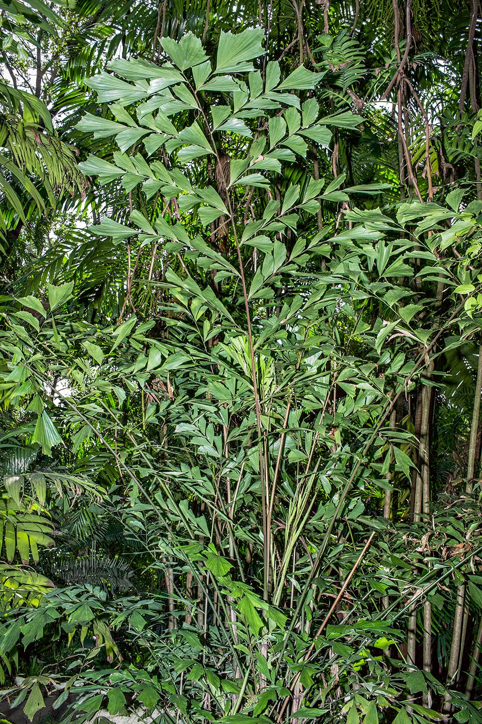 En las selvas húmedas de China y Vietnam, la Caryota monostachya puede alcanzar hasta 3 m de altura, con tallos delgados de 2,5-4 cm de ancho © Giuseppe Mazza