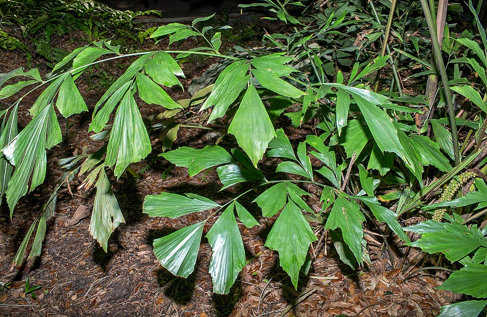 Rara in coltura, abituata com’è alla scarsa luce del sottobosco, questa piccola palma potrebbe facilmente prestarsi, con le sue eleganti foglie, alla decorazione d’interni © Giuseppe Mazza