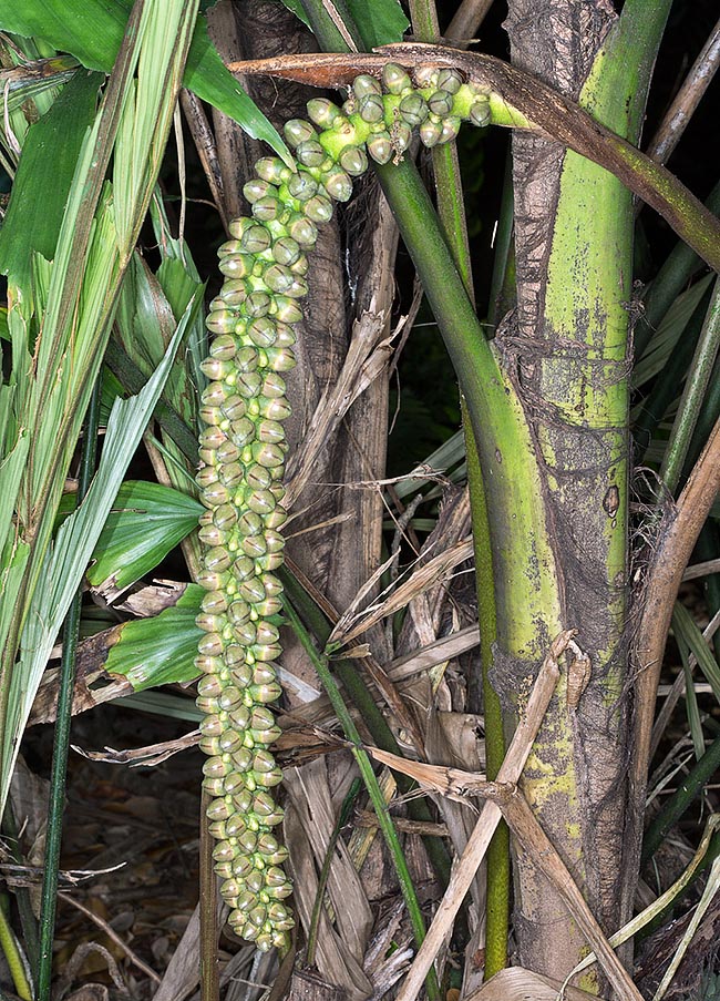 Frutti globosi di circa 3 cm, bruno-porpora a maturità, che contengono in genere due semi. Vanno maneggiati con molta prudenza per la presenza nella polpa di cristalli irritanti aghiformi d’ossalato di calcio © Giuseppe Mazza