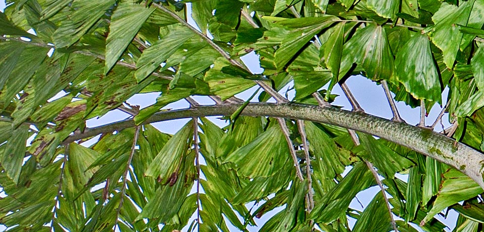 Les pétioles, aux rayures sombres, évoquent la peau d’un serpent. La stipe est riche en amidon comestible. Rare en culture, elle pourrait avoir un avenir horticole © Giuseppe Mazza