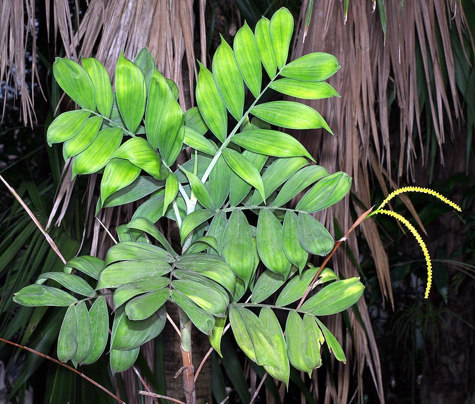 Originaire des forêts humides du Belize et du Guatemala, Chamaedorea adscendens est une espèce dioïque qui peut atteindre 2,5 m de haut avec des stipes de 8-10 mm. Ici un spécimen mâle aux inflorescences caractéristiques jaunes. Menacée dans la nature, en raison de la forte pression anthropique, rare en culture © Giuseppe Mazza