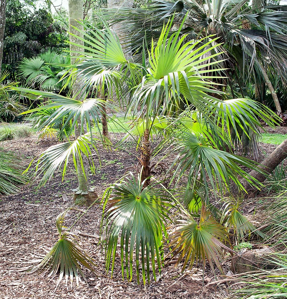 Dans le nord-est du Belize et le sud-est du Mexique, Coccothrinax readii atteint 4 m avec un stipe de 3-5,5 cm. Culture facile dans les jardins tropicaux et subtropicaux © Giuseppe Mazza