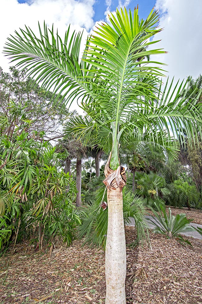 Originaire de République Dominicaine et de Porto Rico, Gauss attenuata est une espèce de la "liste rouge", menacée d'extinction dans la nature par la pression anthropique. Stipe insolite renflé près de la base © Giuseppe Mazza