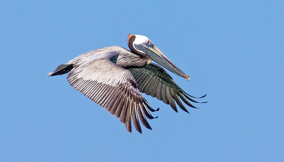 Torpe y desgarbado en tierra, maestro en vuelo, el Pelecanus occidentalis de las costas americanas es el más pequeño representante de la familia © Giuseppe Mazza