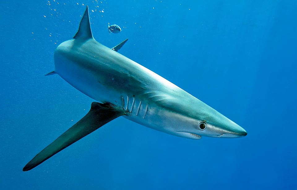 The blue shark (Prionace glauca) is a cosmopolitan shark, easy to recognize from the big falciform pectoral fins. It may exceed the 4 metres of length. Absent only in waters with temperatures under the 7 °C, it often swims off the coasts in a depth range going from the surface to little more than 300 m © Sebastiano Guido