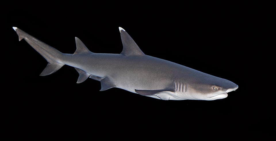 Le requin à pointes blanches (Triaenodon obesus) est très actif la nuit dans les coraux de la mer Rouge et du bassin Indo-Pacifique jusqu’à la Californie et au Costa Rica © Giuseppe Mazza
