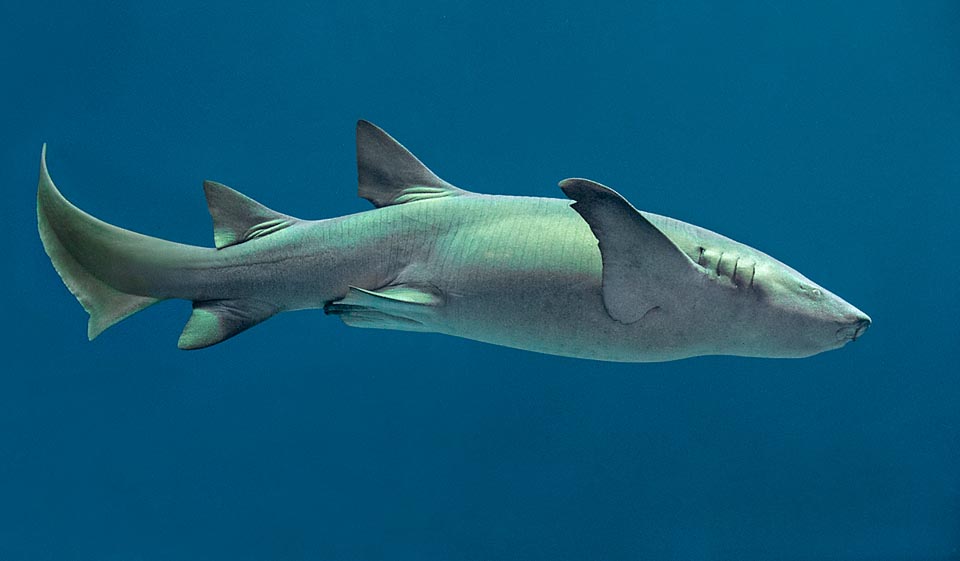 Long de plus de 3 m, le requin nourrice fauve (Nebrius ferrugineus) est largement répandu de la Mer Rouge et l’Afrique de l’est à l’Océanie, évitant les zones plus froides © Giuseppe Mazza