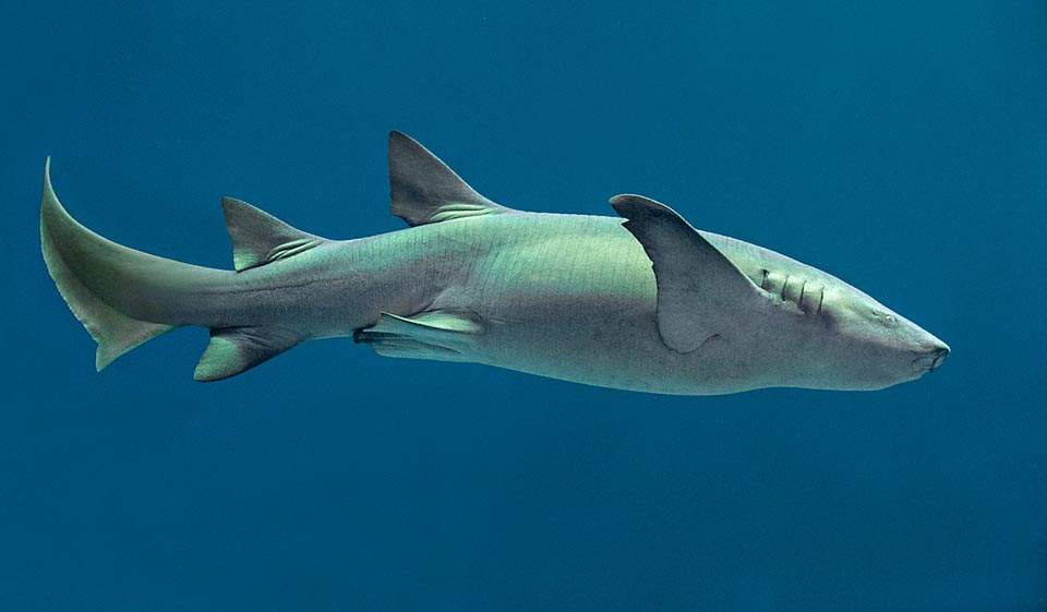 De hasta más de 3 m de largo, el Nebrius ferrugineus presenta una vasta difusión desde el mar Rojo y el este de África hasta Oceanía, evitando las zonas más frías © Giuseppe Mazza