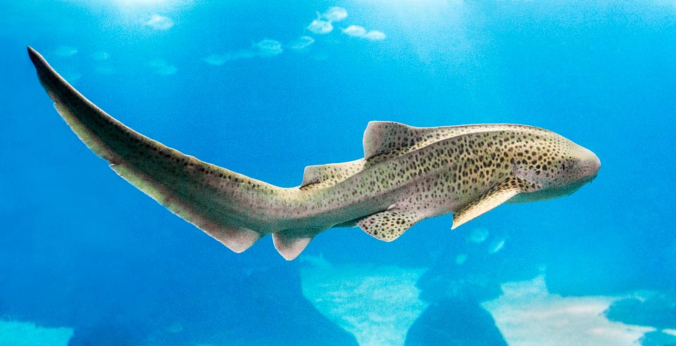 Stegostoma fasciatum est un requin des eaux tropicales et subtropicales, présent des côtes africaines jusqu’aux extrêmes confins de l’Océanie. Il peut atteindre 4 mètres avec une queue impressionnante presque aussi longue que le corps, parcouru chez l’adulte par 5 crêtes lui donnant un aspect anguleux caractéristique © Giuseppe Mazza