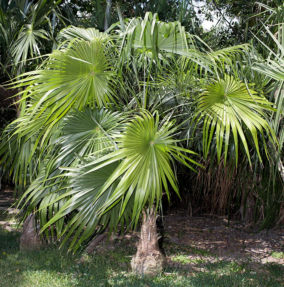 Nativa de las Islas Vírgenes y Puerto Rico, la Coccothrinax alta alcanza los 15 m de altura. Crecimiento rápido, buena resistencia a la salinidad y hojas muy decorativas © Giuseppe Mazza