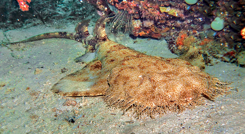 Le requin tapis barbu (Eucrossorhinus dasypogon) a un aspect aplati insolite ; à première vue, on dirait plus une sole qu’un requin. Long généralement de plus de 1 m, bien qu’une longueur maximale de 3,66 m ait été enregistrée, il est apparemment inoffensif mais combatif et mordant quand il est dérangé © Sebastiano Guido