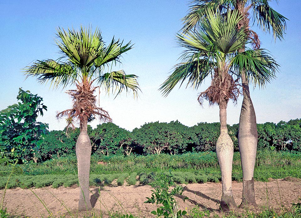 Colpothrinax wrightii in nature. Endemic to Cuba, this palm has a typical swelling in the central part of the stem, water reservoir for the drought periods © Pietro Puccio